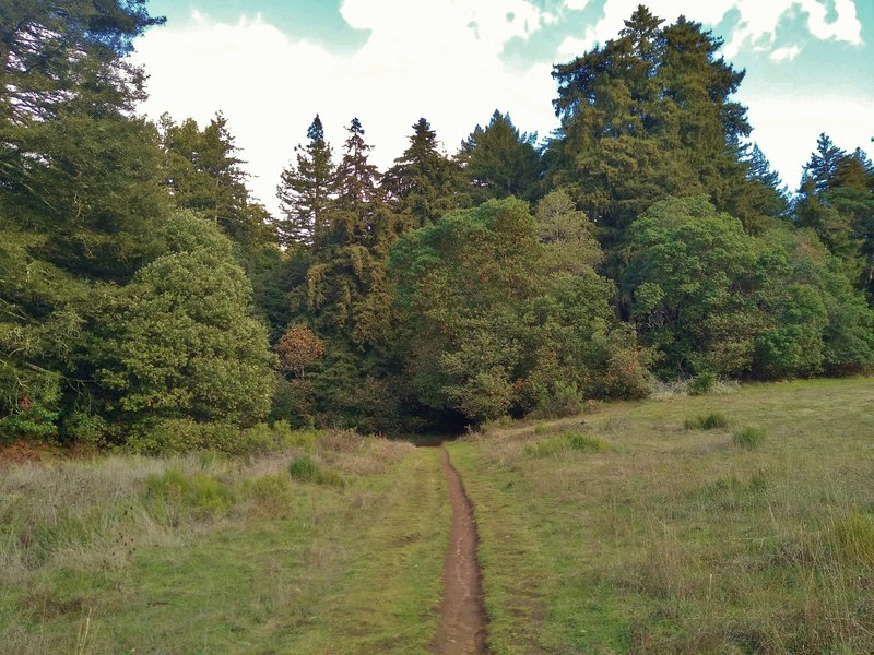 Heading into the dense forest on Meadow Trail.