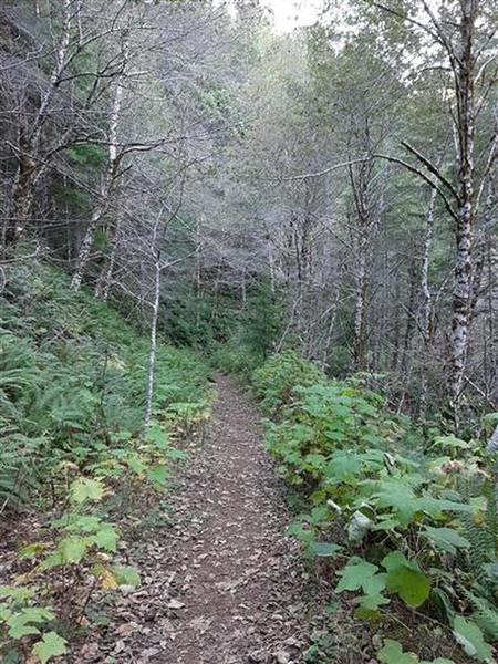 A dirt trail goes through the forest, bordered by alders and thimbleberry bushes.