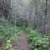 A dirt trail goes through the forest, bordered by alders and thimbleberry bushes.