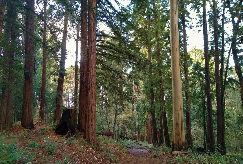 Tall, stately redwood on the left and eucalyptus on the right, as Loop Trail Cut Off passes between them.