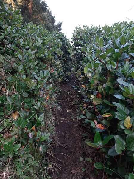 A narrow trail winds through tall salal bushes.