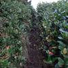 A narrow trail winds through tall salal bushes.