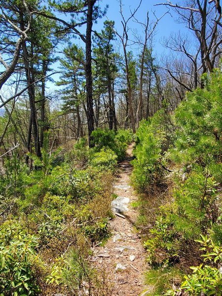 Hike in early May 2020. Snow in the morning and t-shirt by afternoon!