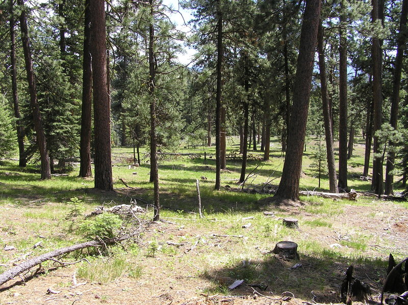 Parkland near beginning of southern section of Wildcat Trail.