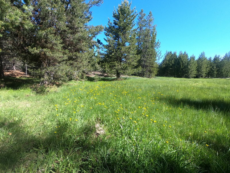 Bingham Prairie near North Twin Pillars trailhead.