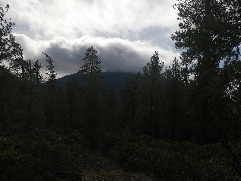 Snow storm on Black Butte from Green Ridge Trail (2-14-2020).