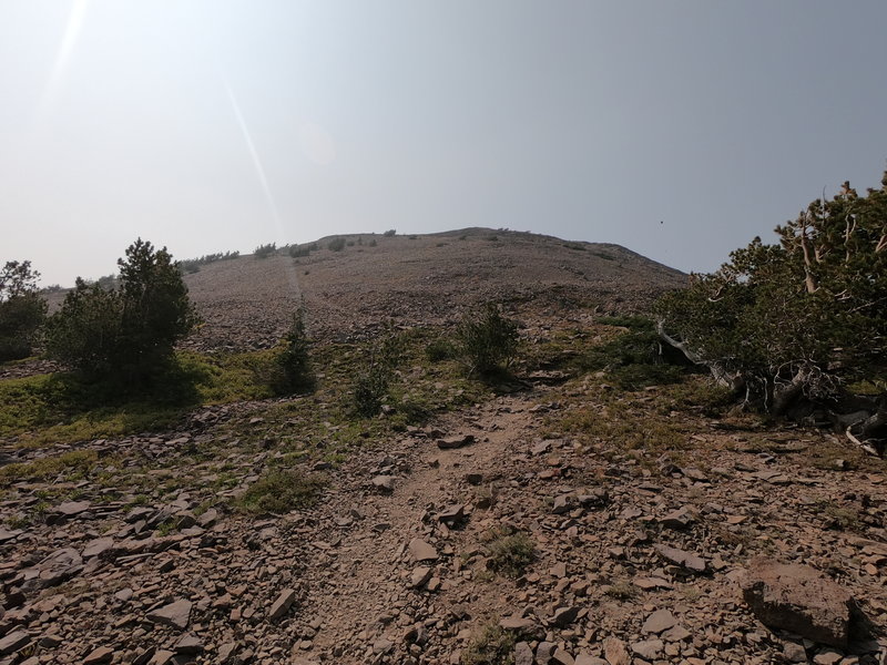 Short (but steep) Summit Trail to top of Strawberry Mountain across scree slopes.