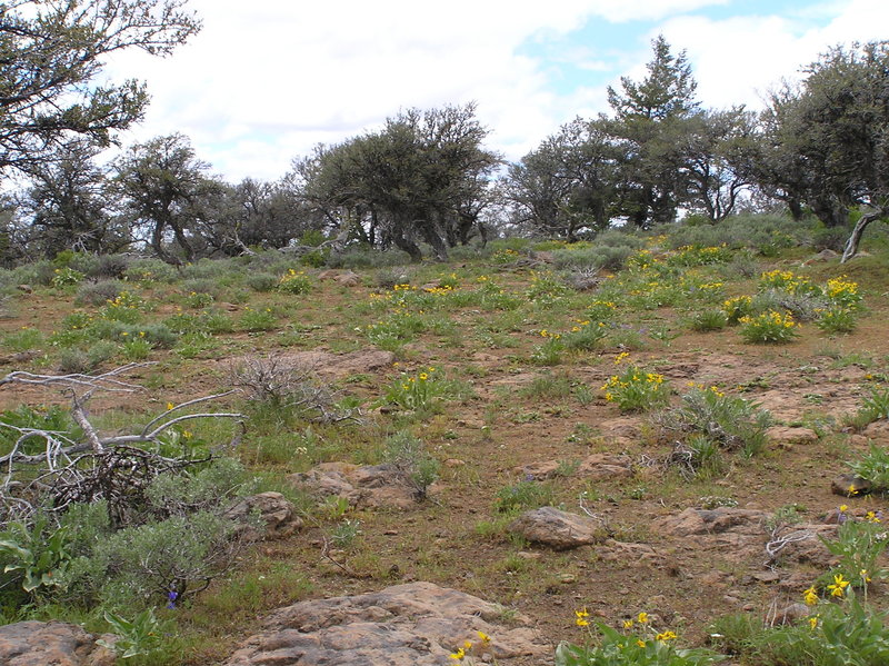 Flowers near Spanish Peak (6-13-2018)