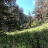 Trail along Rock Creek