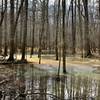 Small swamp off the side of the trail produces some great visuals in the afternoon.