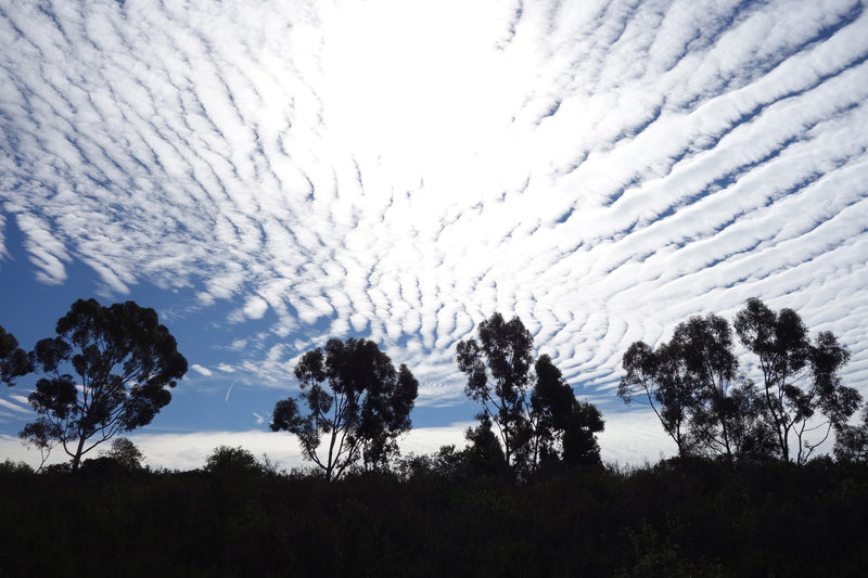 Silhouetted sycamores that line the Meadows Del Mar encave, framed by an unusual sky