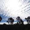 Silhouetted sycamores that line the Meadows Del Mar encave, framed by an unusual sky