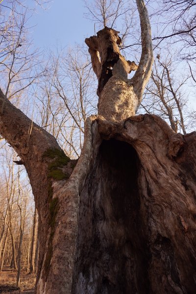 A historic sycamore