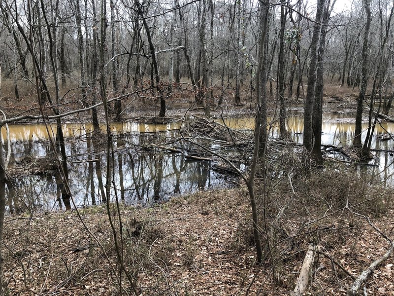 Wetlands by the Sandy Creek Nature Center Loop