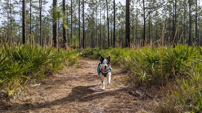 My dog enjoyed the well maintained path for the first mile.