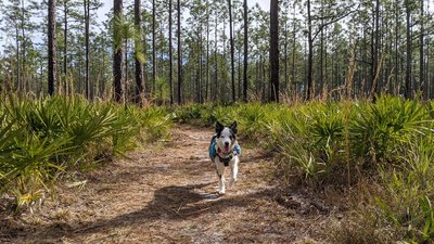 Beacon Hills Walking And Running Trail - Jacksonville, Florida, USA