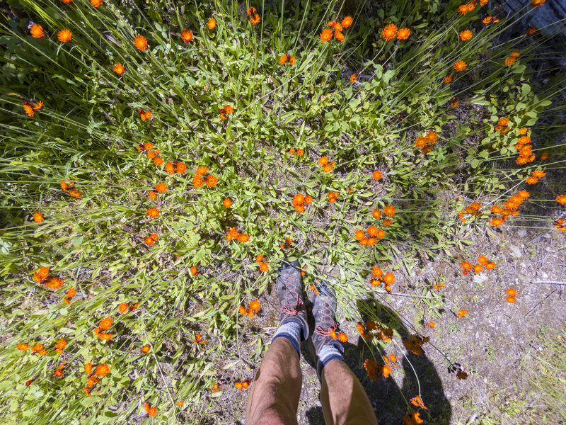 Wildflowers bloom along the Okanagan High Rim Trail in mid-July.