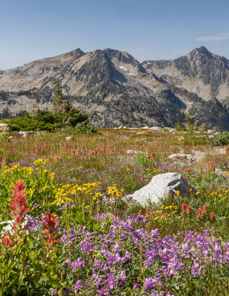 Alpine wildflowers in Kokanee Glacier Park.