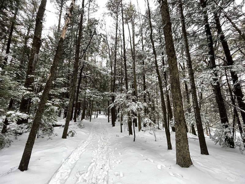 Tower Trail