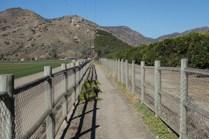 The east end of the Raptor Trail is narrowly routed between Witman Ranch and an orange orchard.