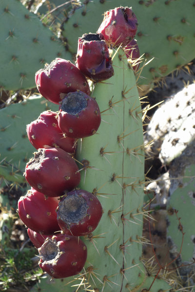 Lots of cactus blooms along a section of the Raptor Ridge Trail.