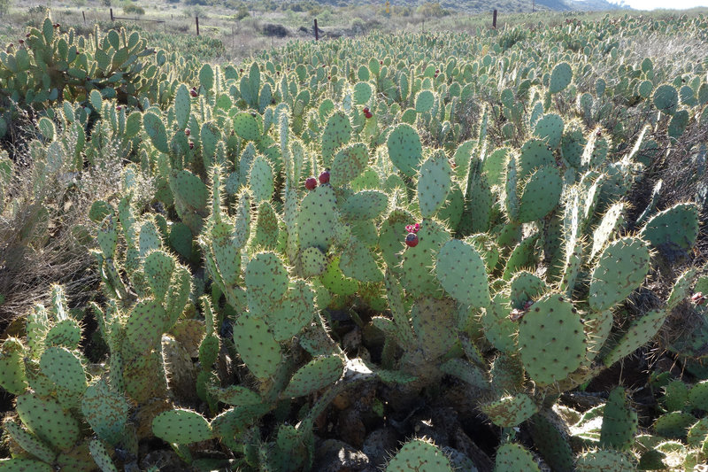 Backlit field of "farmed" cactus along the Raptor Ridge Trail.