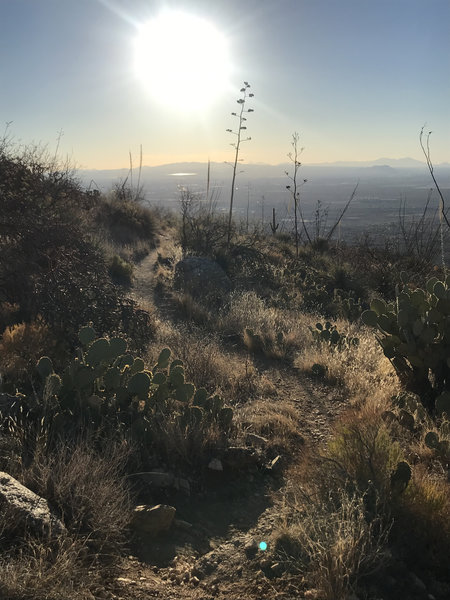 Looking down-trail towards Tucson.