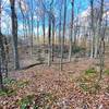 Beech trees along the creek.