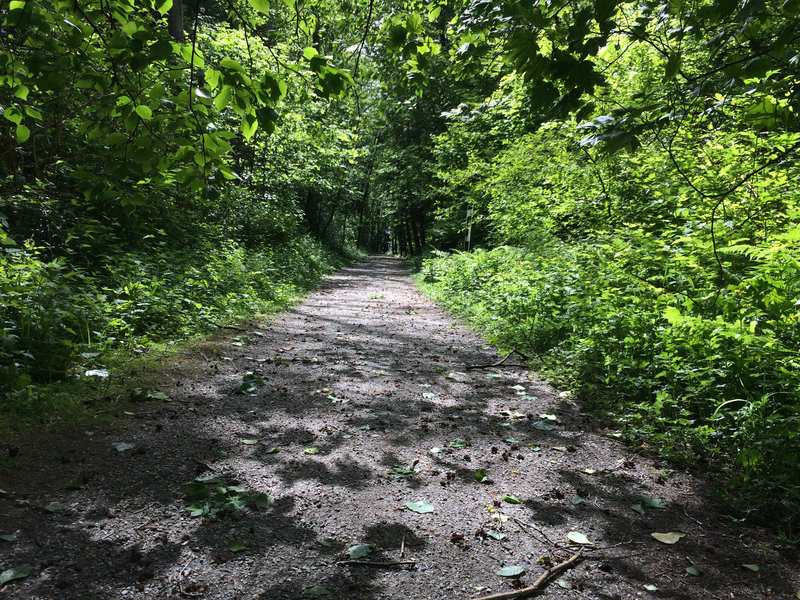 Cleveland Trail North on the Iva Mann Walk at Pacific Spirit Park, Vancouver BC, May 24, 2017