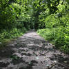 Cleveland Trail North on the Iva Mann Walk at Pacific Spirit Park, Vancouver BC, May 24, 2017