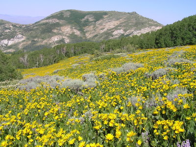 Flowers on trail just outside Green Mtn trailhead (southern edge of Ruby Crest trail)