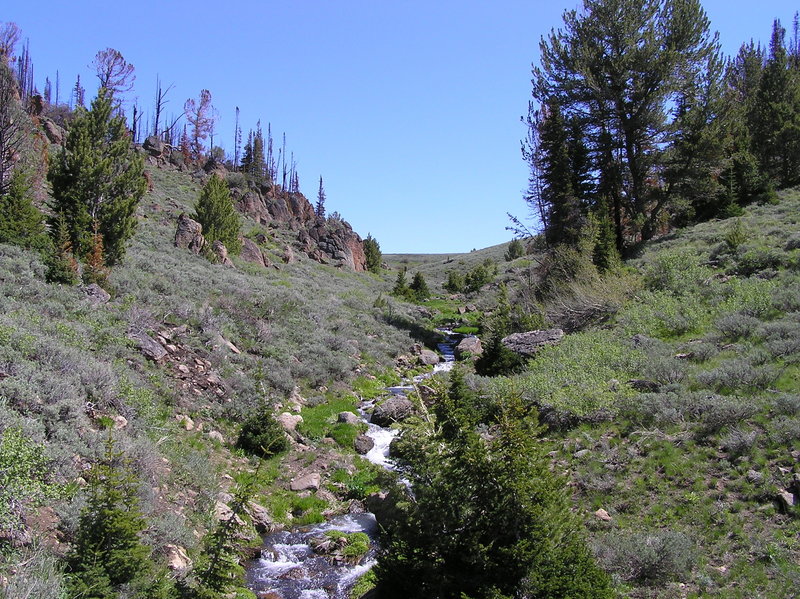 Looking up Slide Creek just inside Jarbidge Wilderness boundary.