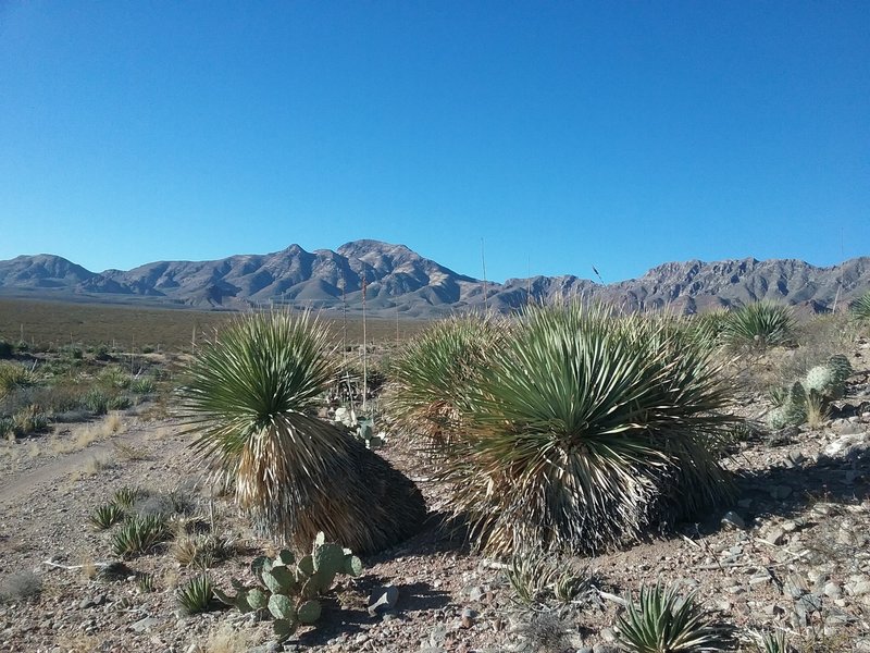 View of the Franklin  Mountains