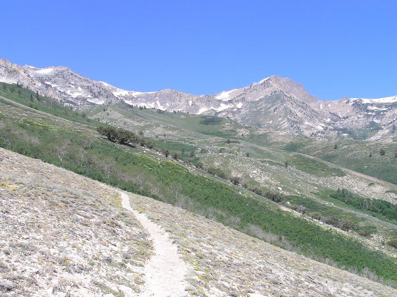 Looking up at Ruby Mountains from Overland Lake Trail.