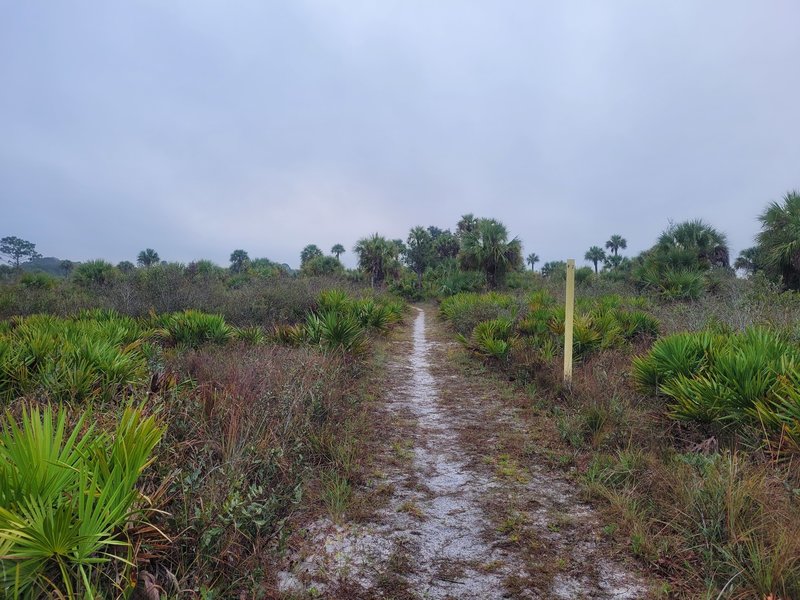 Palmetto Pines Trail at Hickey's Creek Mitigation Park.