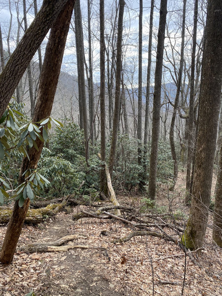 Looking down the trail.