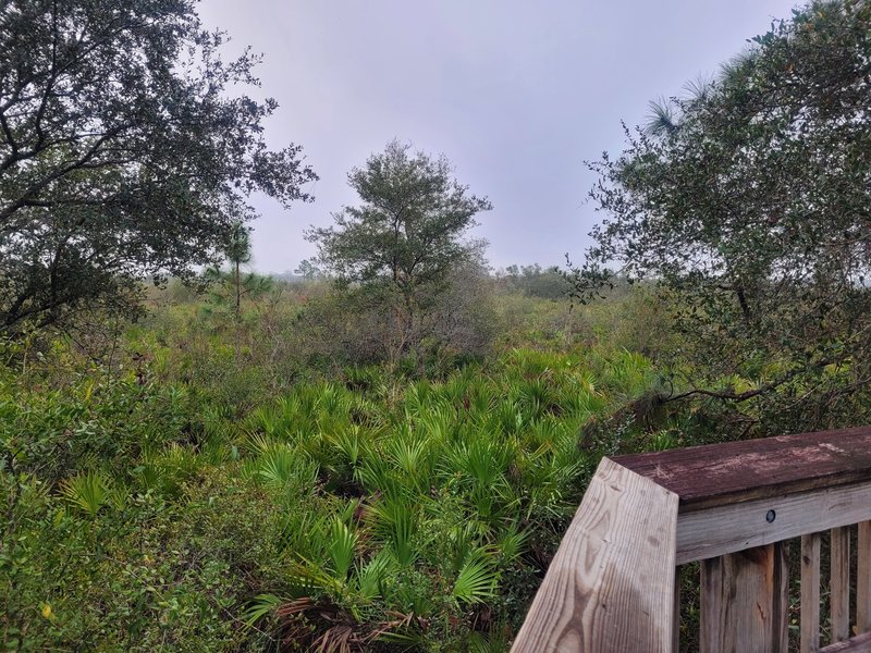 Overlook on the Palmetto Pines Trail.