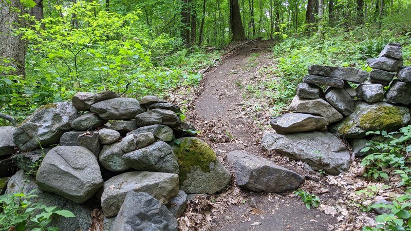 Classic stone wall on the White Trail.