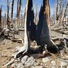 Charred remnants of a Bristlecone Pine tree.