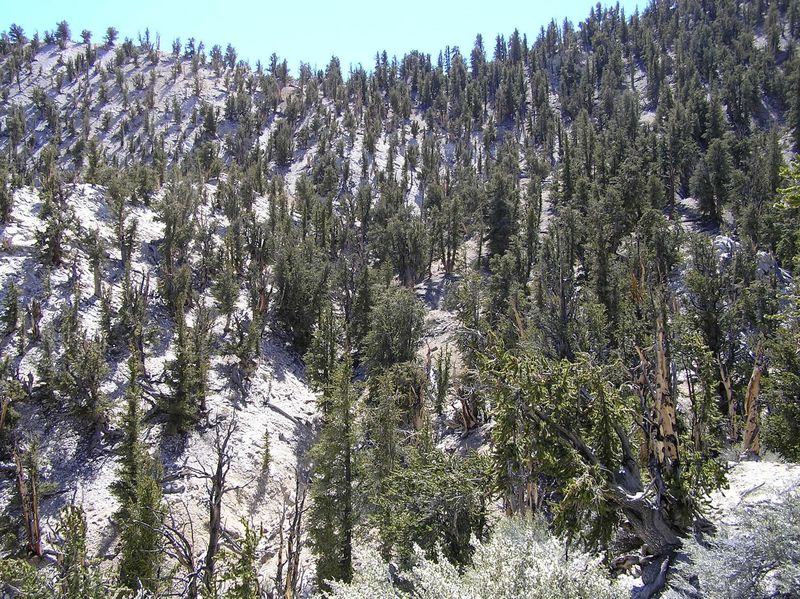 Hillsides with nothing but Bristlecone pines.