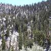 Hillsides with nothing but Bristlecone pines.