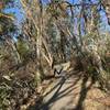 Loop Trail ibtersecting back into Wild Iris Trail.