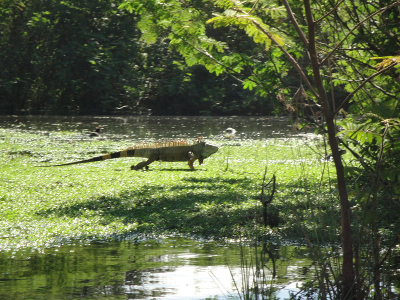 Iguana near La Boca