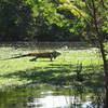 Iguana near La Boca