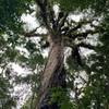 The 400-year-old tree