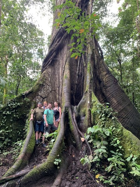 It's a huge tree!