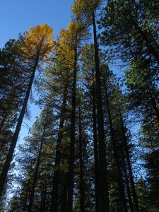 Fall colors near Blacktail Butte.