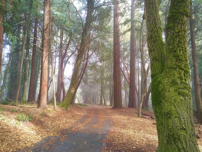 The mixed redwood forest with Lower Miller Trail running through it. Near the top of Mt. Madonna, with a low cloud on it and the sun trying to break through.