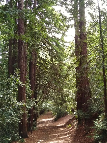 Through the redwoods high on Mt. Madonna, runs Lower Miller Trail.