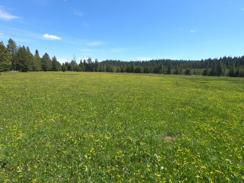 Trail Meadow on 06-02-2020 (west of North Twin Pillars Trailhead).